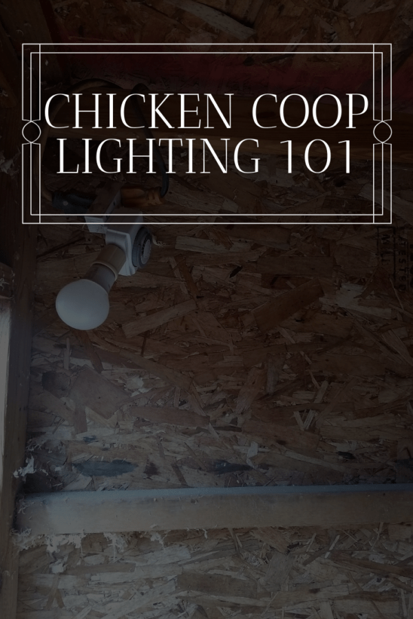 Chicken Coop Lighting 101 SWAYZE HOMESTEAD