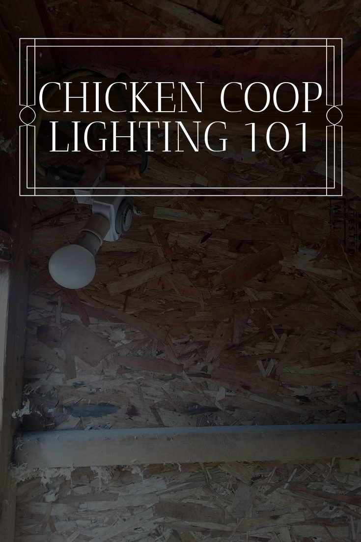 chicken coop lighting 101
